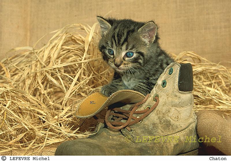 350 Chaton.jpg - Chaton dans une chaussure